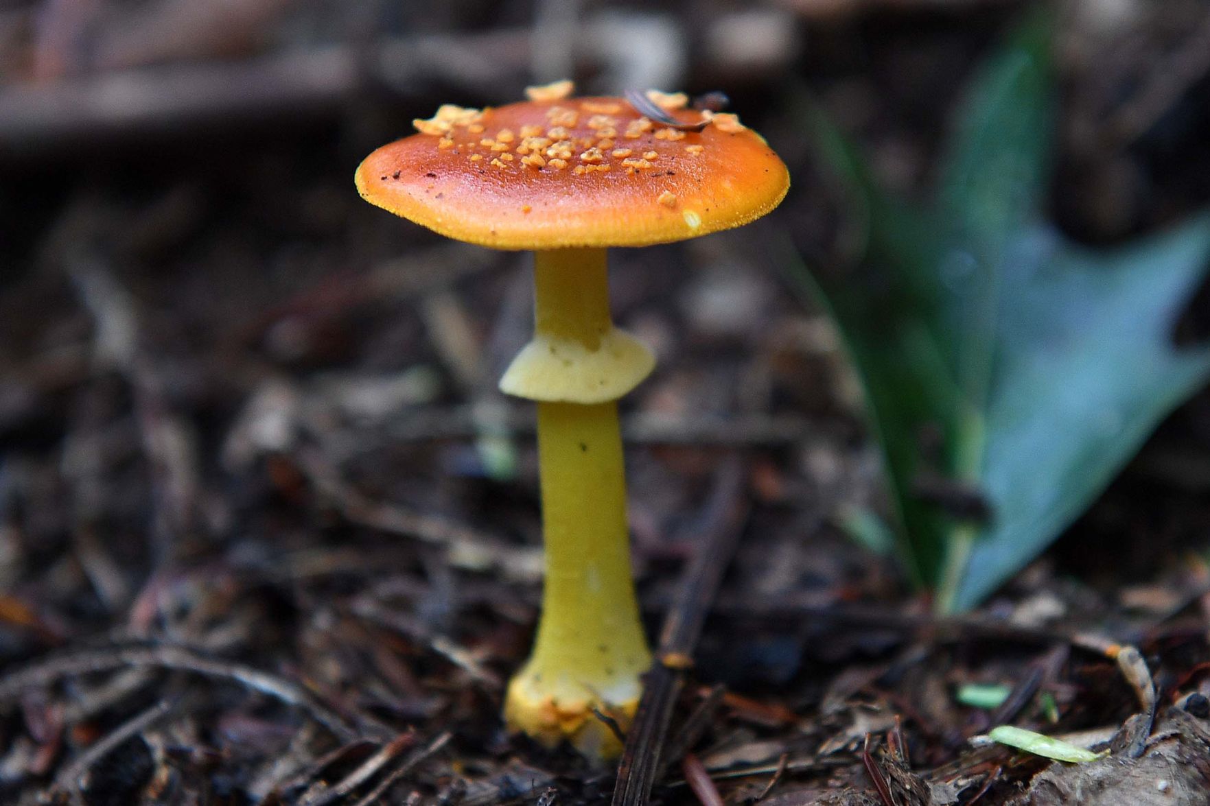 Pennsylvania Mushrooms.5.jpg